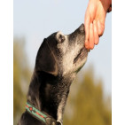 Pienso para perros senior